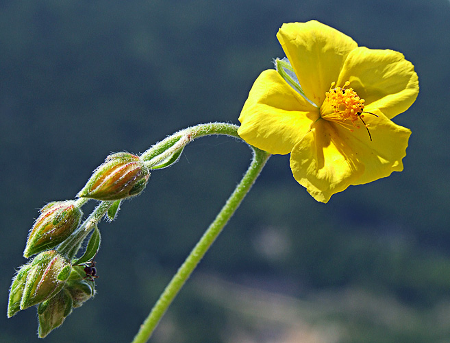 Helianthemum grandiflorum