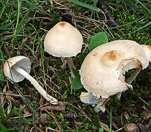 Lepiota alba