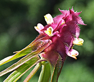 Melampyrum cristatum