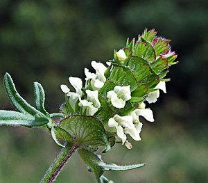 Prunella laciniata