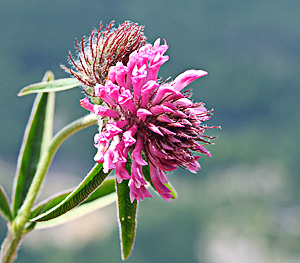 Trifolium medium