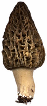 Morchella elata