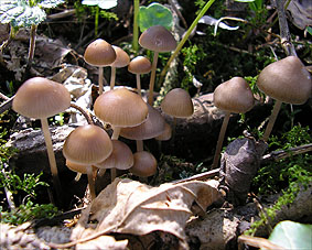 Mycena stobilicola