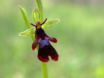 Ophrys_insectifera