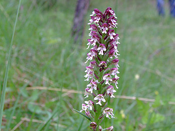 Orchis ustulata