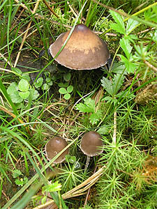 Panaeolus