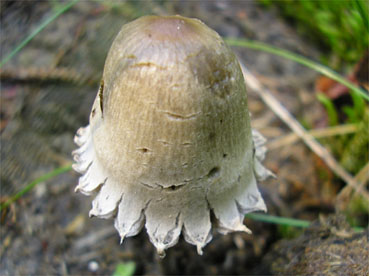 Panaeolus