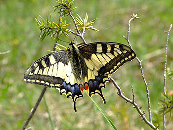 Papilio_Machaon