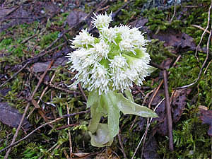 Petasites albus