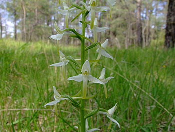 Platanthera_bifolia