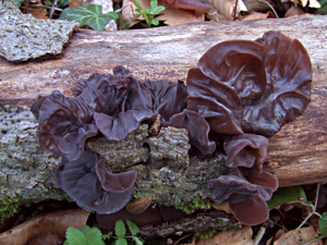 Hirneola