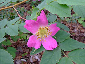 Rosa alpina