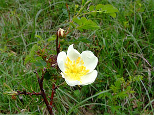 Rosa pimpinellifolia