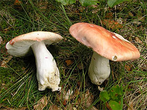 Russula aurora