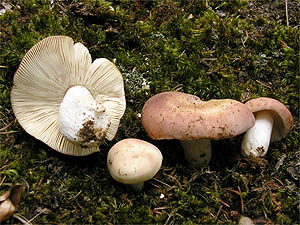 Russula vesca