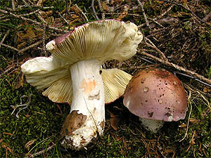 Russula vinosa