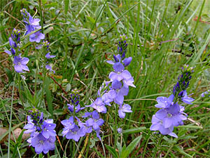 Veronica teucrium