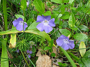 Vinca minor