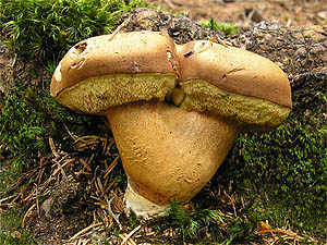 Xerocomus badius