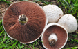 Agaricus campestris