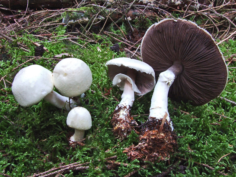 Agaricus sylvicola