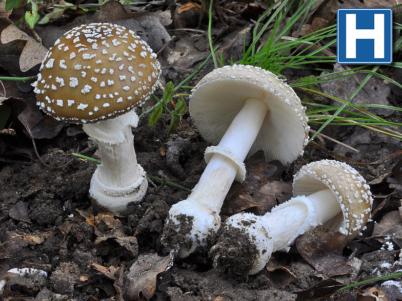 Amanita pantherina