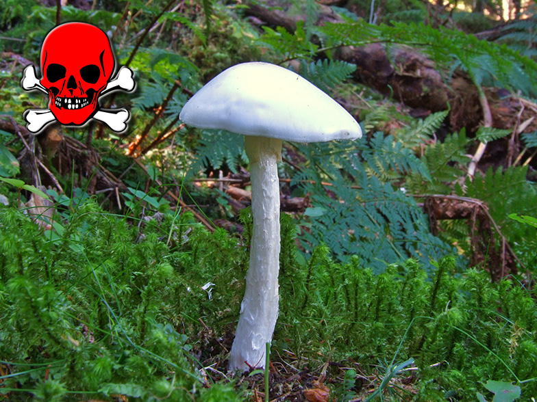 Amanita virosa