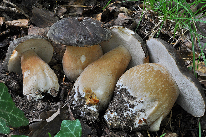 Boletus aereus