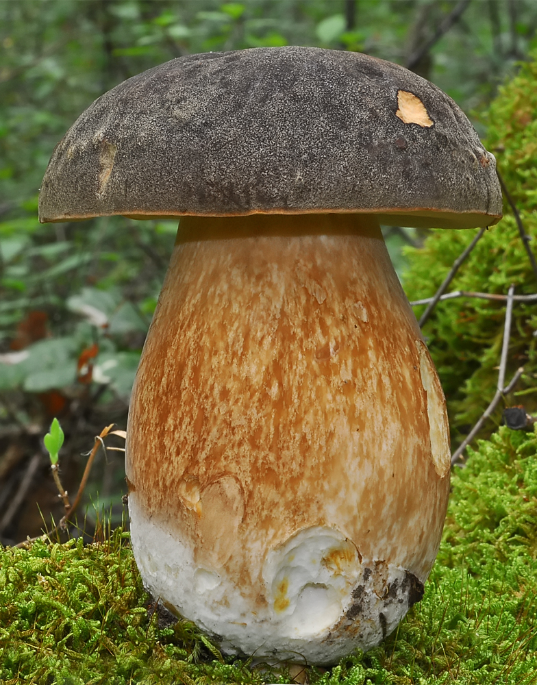 Boletus aereus