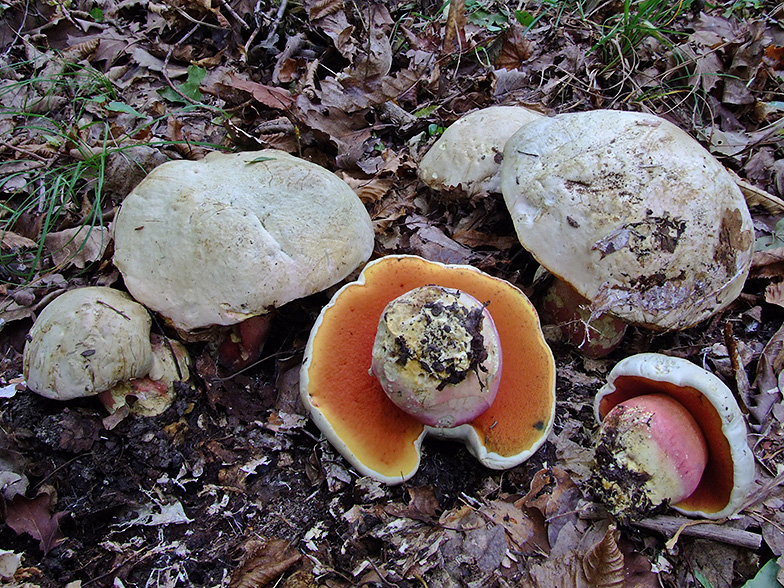 Boletus satanas