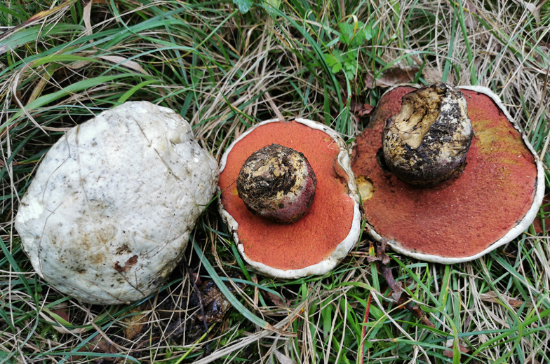 Boletus satanas