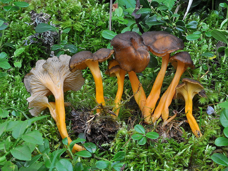 Cantharellus lutescens