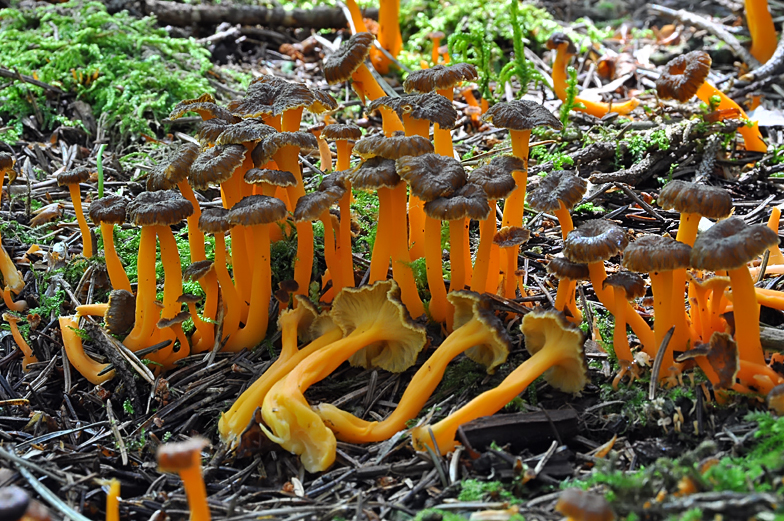 Cantharellus lutescens