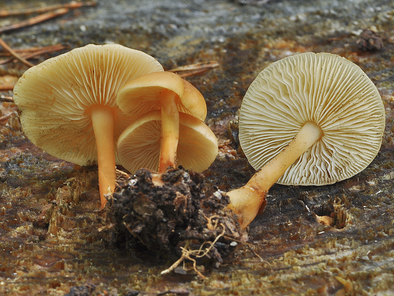 Collybia dryophila