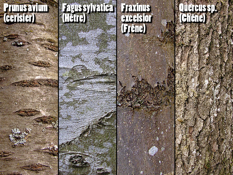 http://www.francini-mycologie.fr/LA_PAGE_DU_DEBUTANT/Feuillus_differences.jpg