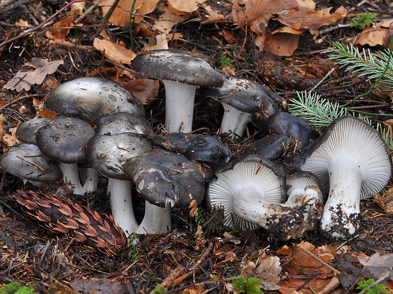 Hygrophorus marzuolus