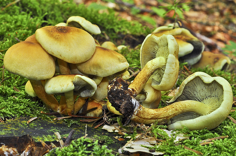 Hypholoma fasciculare
