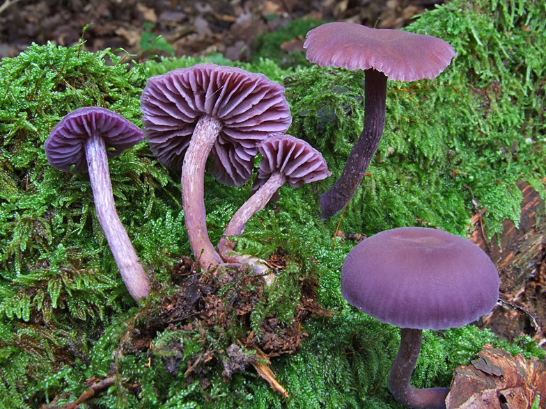 Laccaria amethystea