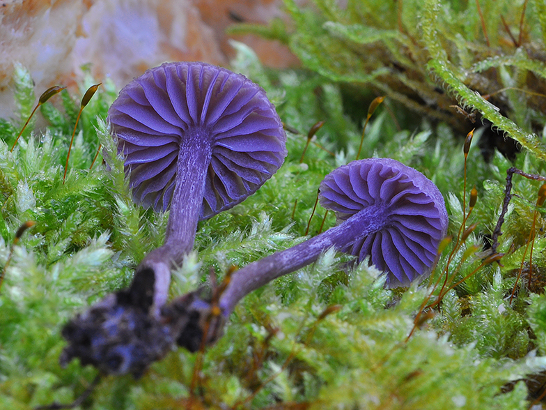 Laccaria amethystea