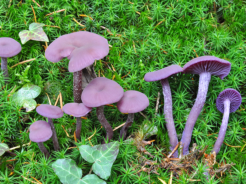 Laccaria amethystea