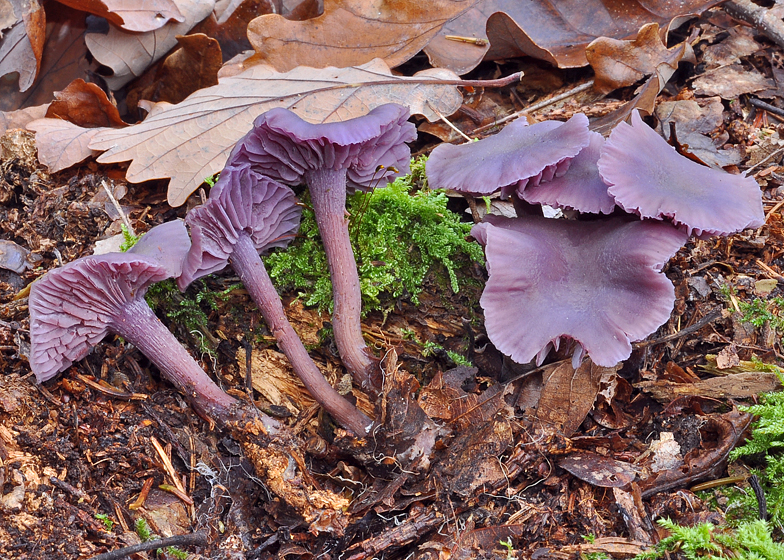 Laccaria amethystea