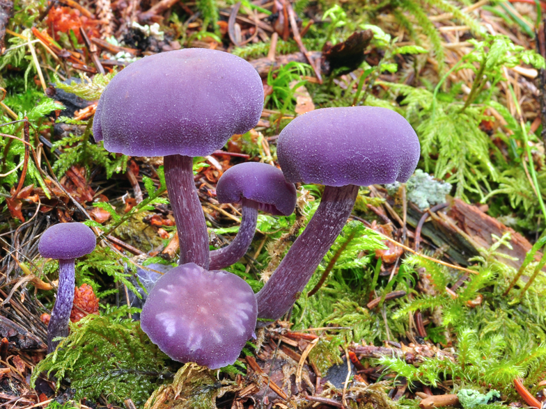 Laccaria amethystea