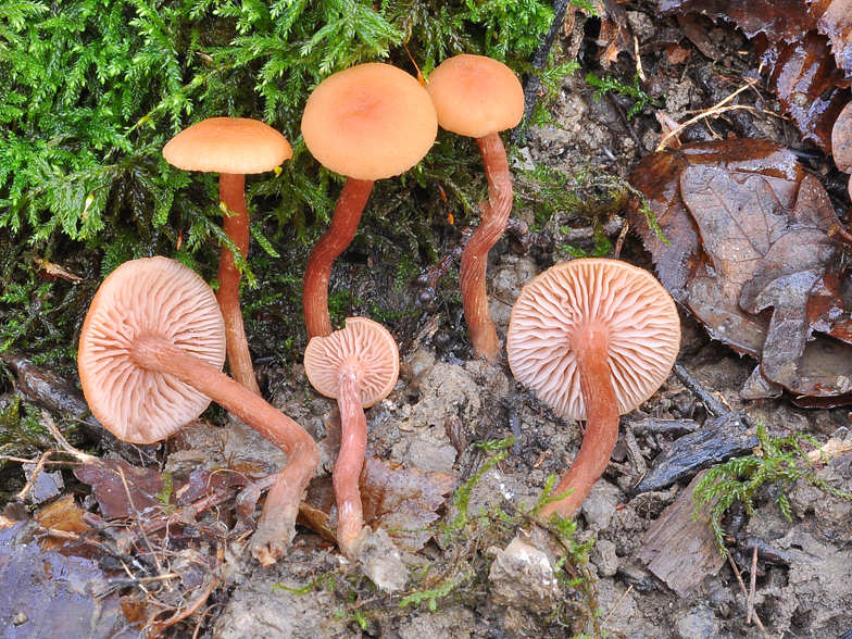 Laccaria laccata