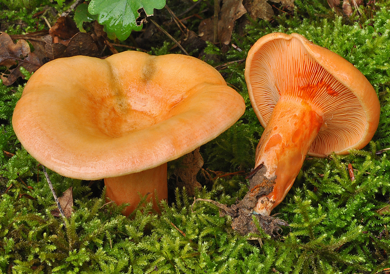 Lactarius salmonicolor