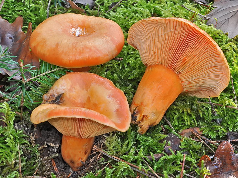 Lactarius salmonicolor