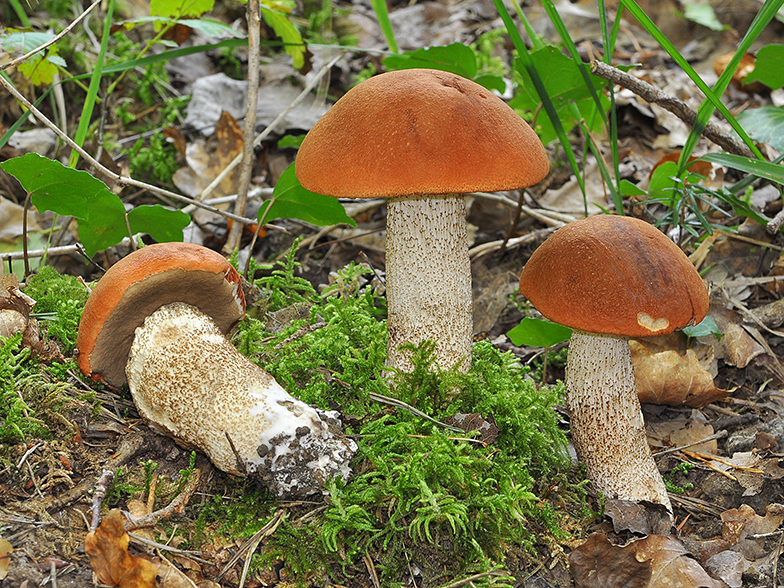 Leccinum aurantiacum