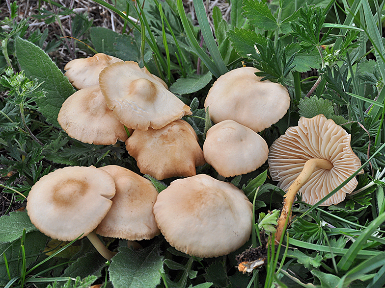 Marasmius oreades