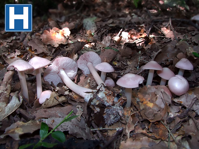 Mycena rosea