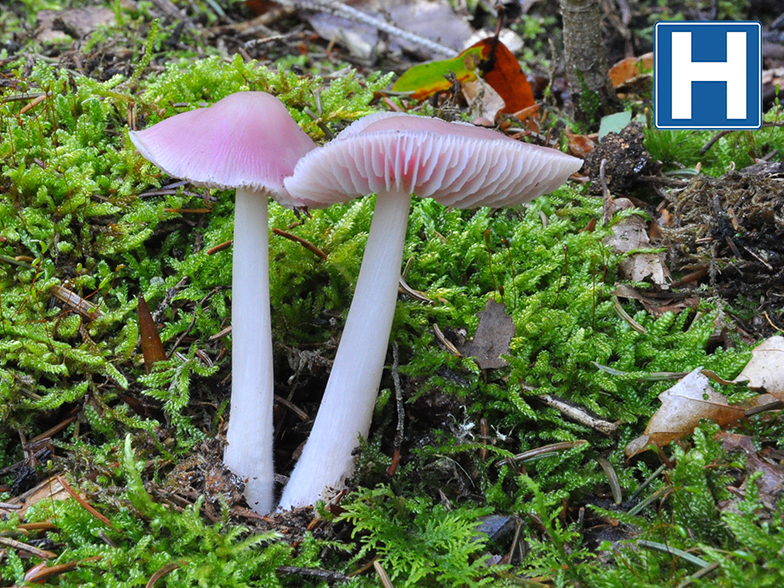 Mycena rosea