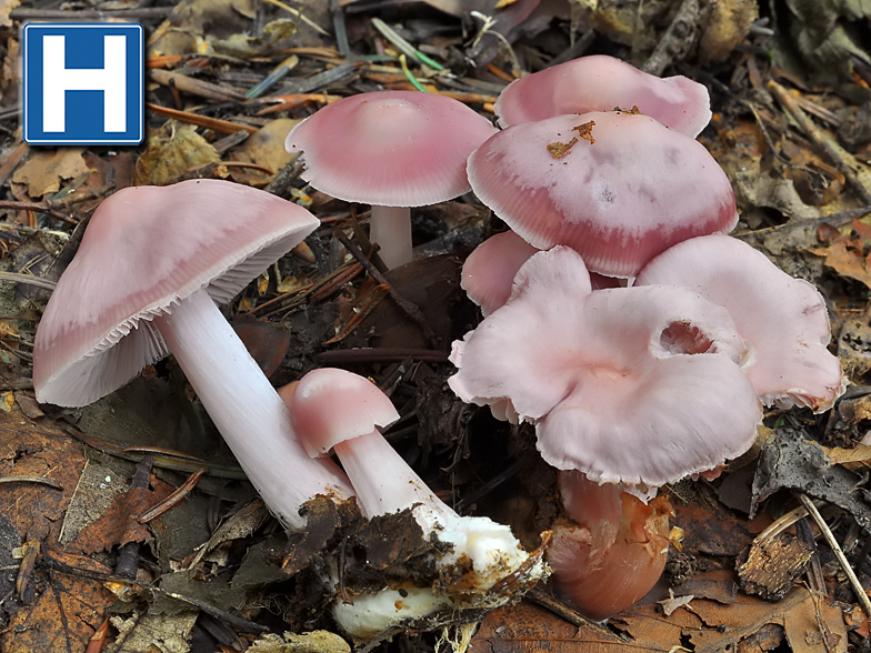 Mycena rosea